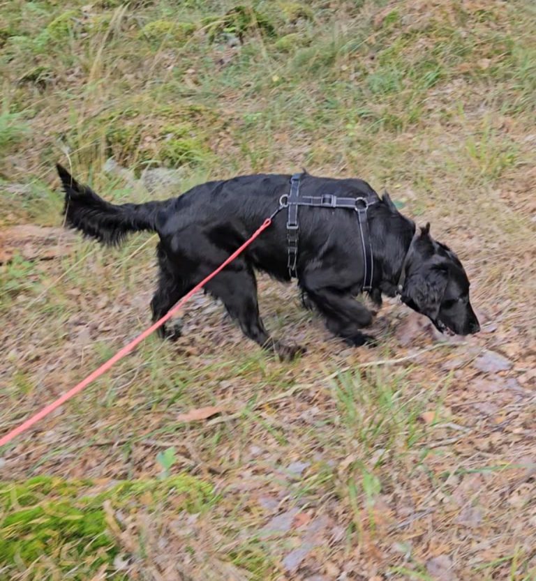 Aktivera hunden med personspår–börja enkelt hemma idag!